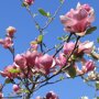 Magnolia soulangeana bloemtakken